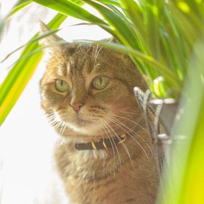 ２つのポイントをおさえるだけ 愛猫を抵抗力の強い猫ちゃんにする秘密 猫の総合情報サイト ペットスマイルニュースforネコちゃん