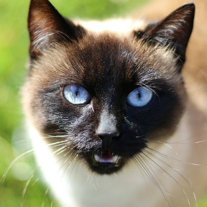 シャム猫ってどんな猫 特徴と性格 なりやすい病気とは 猫の総合情報サイト ペットスマイルニュースforネコちゃん