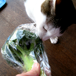猫もお野菜を食べるんです ブロッコリーに夢中な猫ちゃん 動画あり 猫の総合情報サイト ペットスマイルニュースforネコちゃん