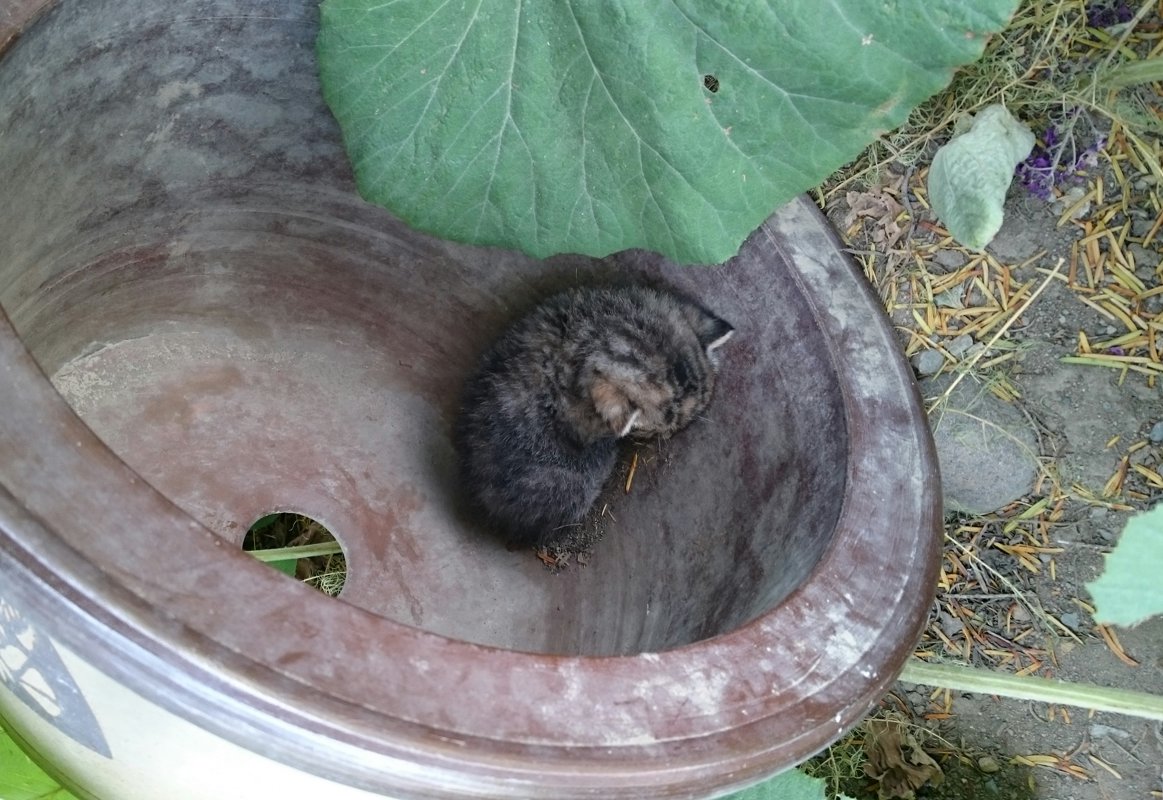 image009