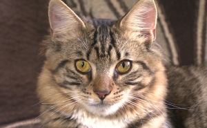 mittens