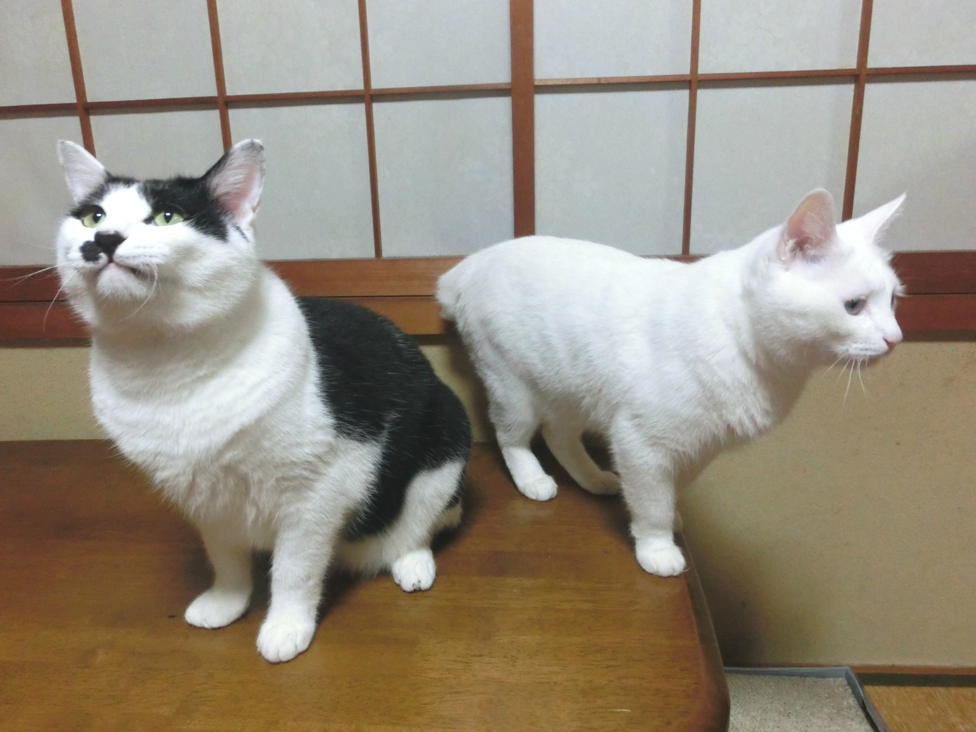 家の猫の画像③
