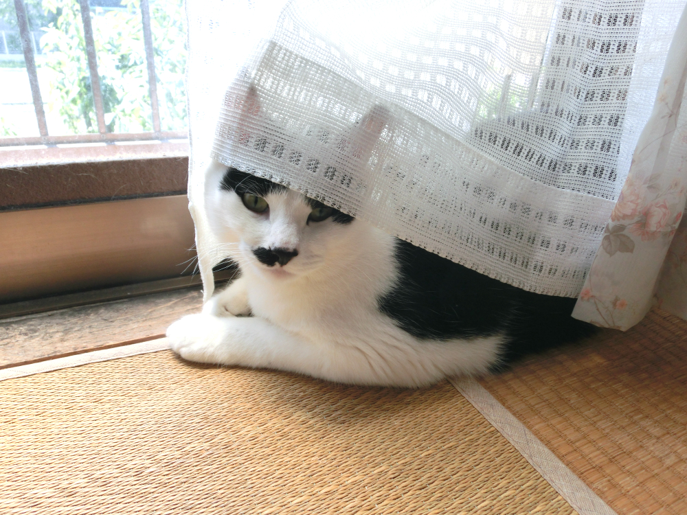 猫の熱中症!すぐにできる応急処置とは?①