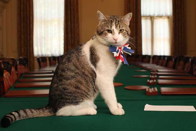 Larry_Chief_Mouser