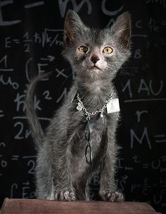 cat02