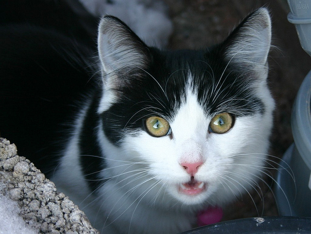 cat04