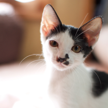 catsphoto1