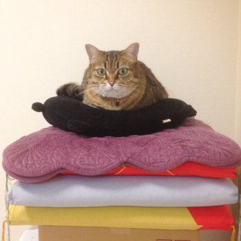 catsphoto2