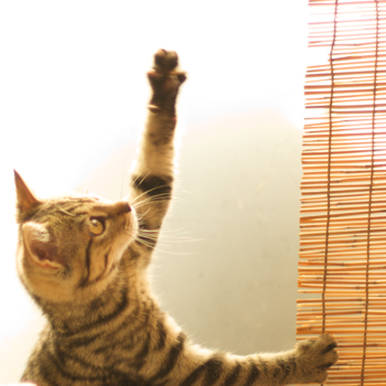 catsphoto3