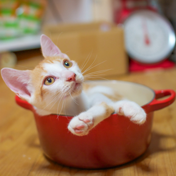 catsphoto4