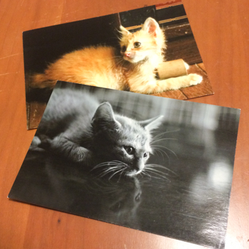 catsphoto6