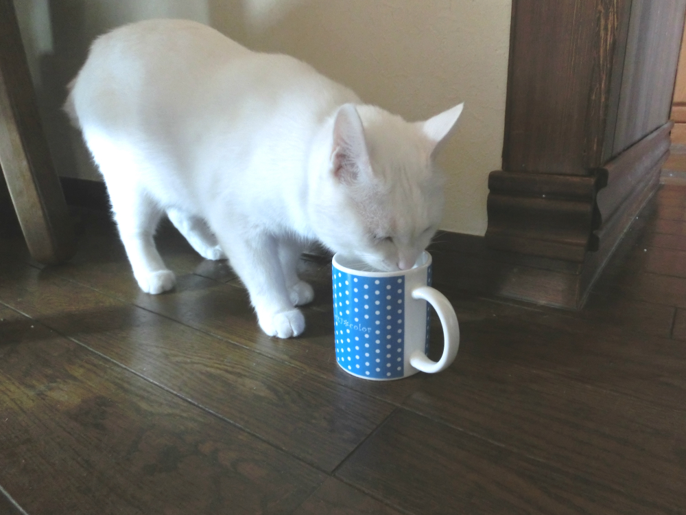 猫の熱中症!すぐにできる応急処置とは?②