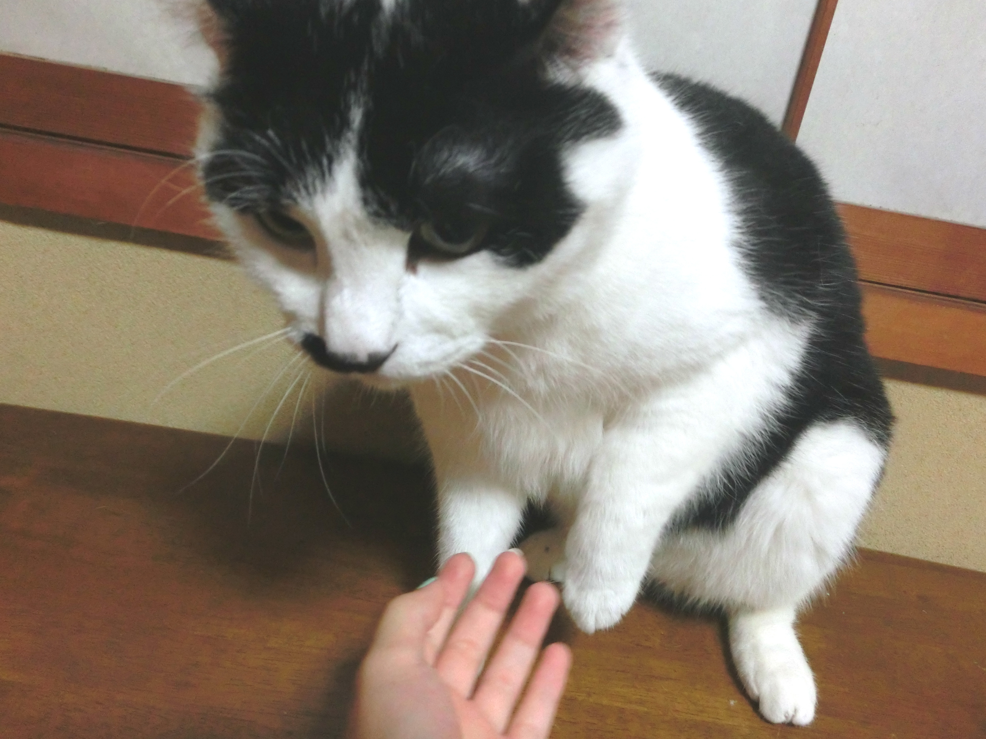 家の猫の画像⑤