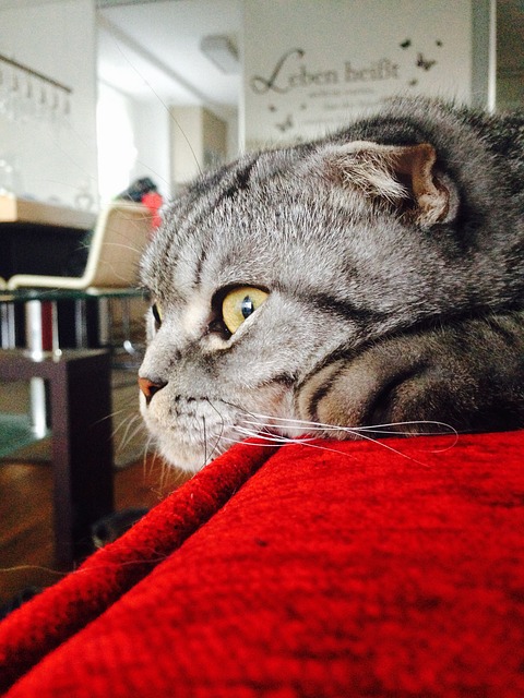 scottishfold-950521_640