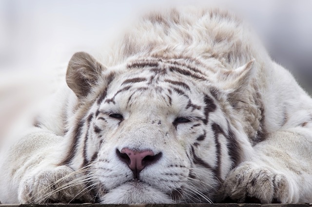 tiger-1534779_640