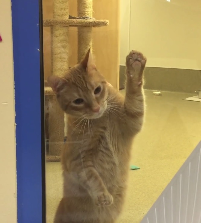 かまってちゃん保護猫のシンバ
