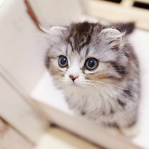 折れ耳がかわいい スコティッシュフォールドの子猫の特徴 性格 選び方とは 猫の総合情報サイト ペットスマイルニュースforネコちゃん