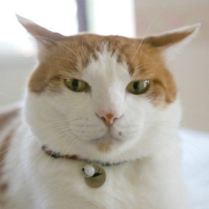 鈴付きの首輪は 猫の耳に大丈夫なの 猫の総合情報サイト ペットスマイルニュースforネコちゃん
