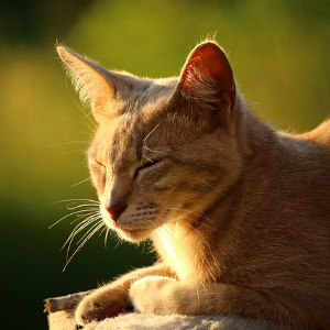 猫ちゃんにとっても紫外線は危険！！日光皮膚炎の症状、治療法とは？