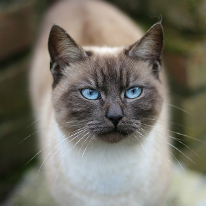 高貴な甘えん坊 シャム猫のなんともかわいい性格 特徴とは 猫の総合情報サイト ペットスマイルニュースforネコちゃん