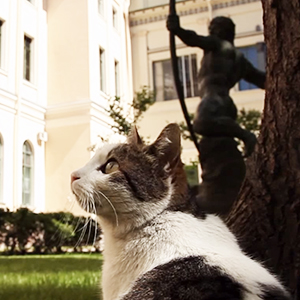 【海外】世界三大美術館「エルミタージュ美術館」に60匹以上の猫が雇われてる？！