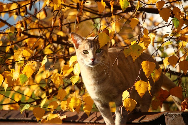 autumn-1033576_640