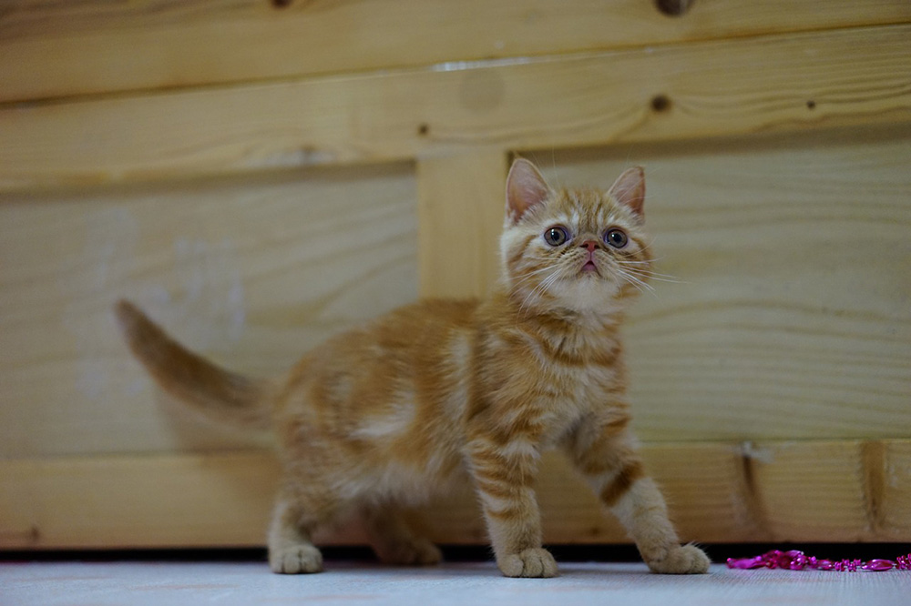 エキゾチックショートヘア