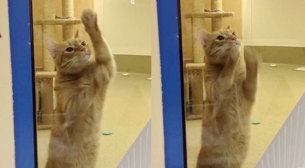 タビーズ・プレイスの保護猫シンバ
