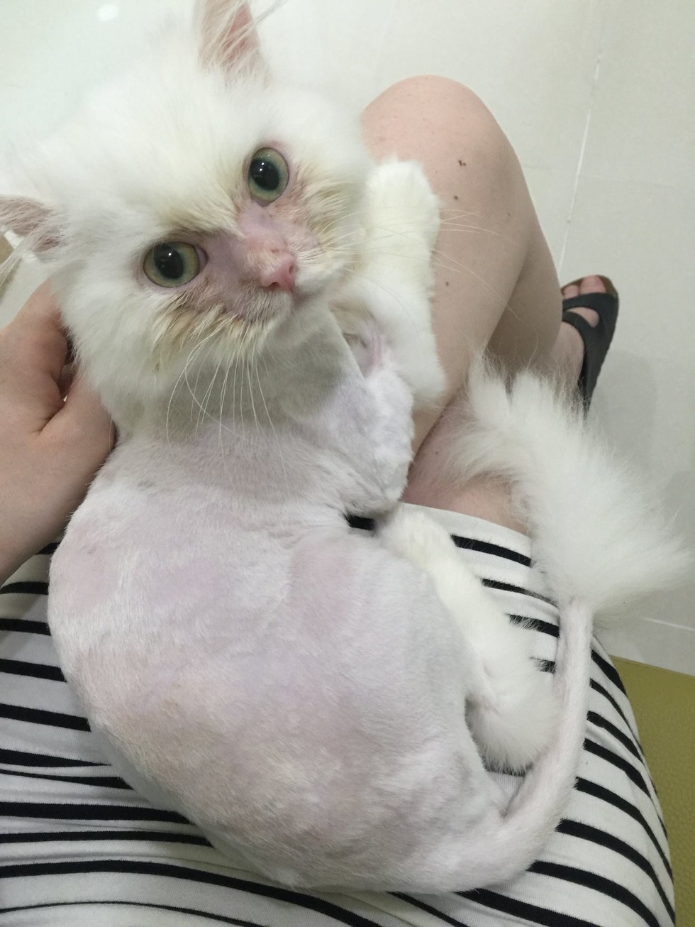 cat03