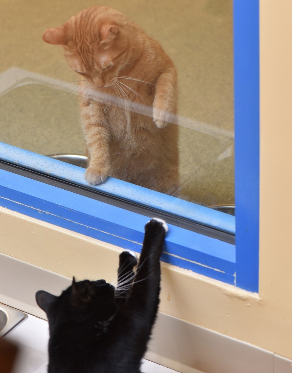 保護猫のシンバとオリーブ