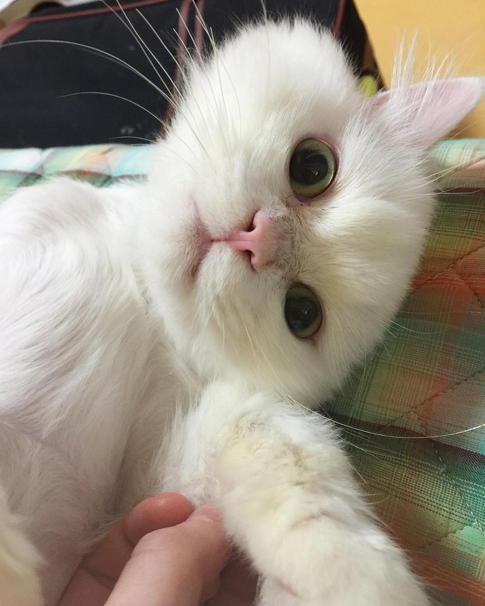 cat04