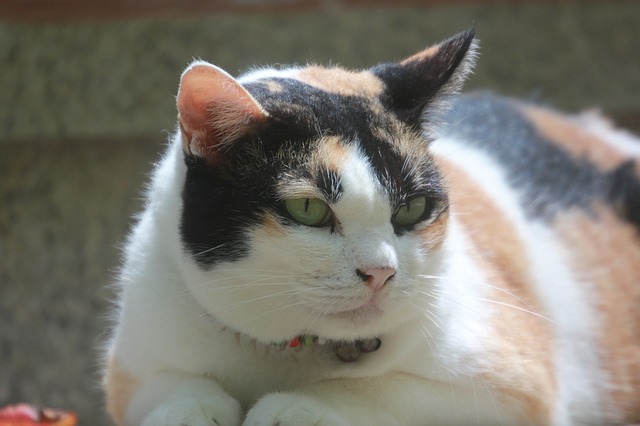 fat-cat-1391358_640