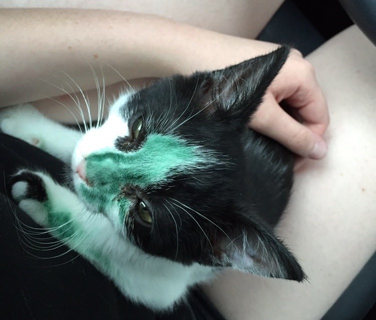 インクのしみを持つ子猫