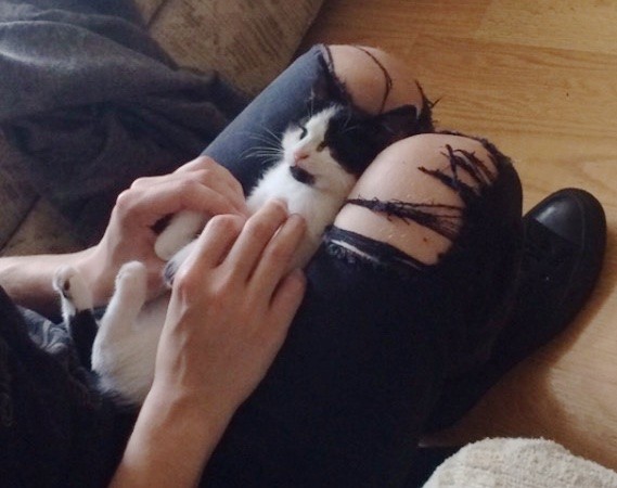 膝の上でくつろう子猫