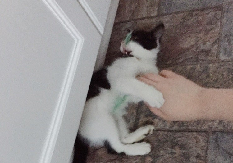 じゃれる子猫