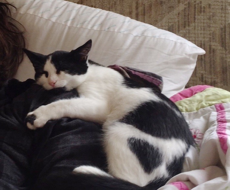飼い主と子猫