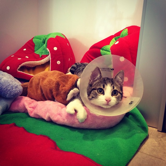 猫 海外 感動 奇跡