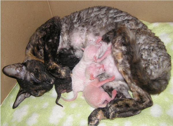 コーニッシュレックスの子猫と母親