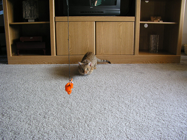 オシキャット