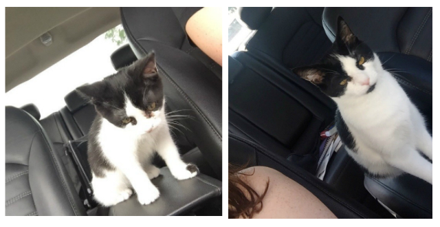 車の中の猫