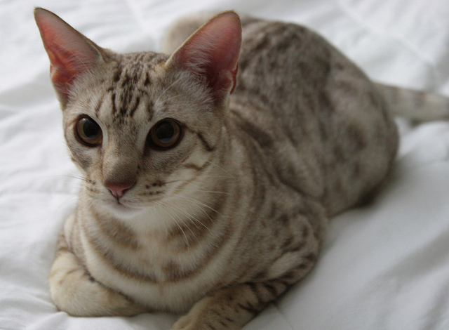 オシキャット