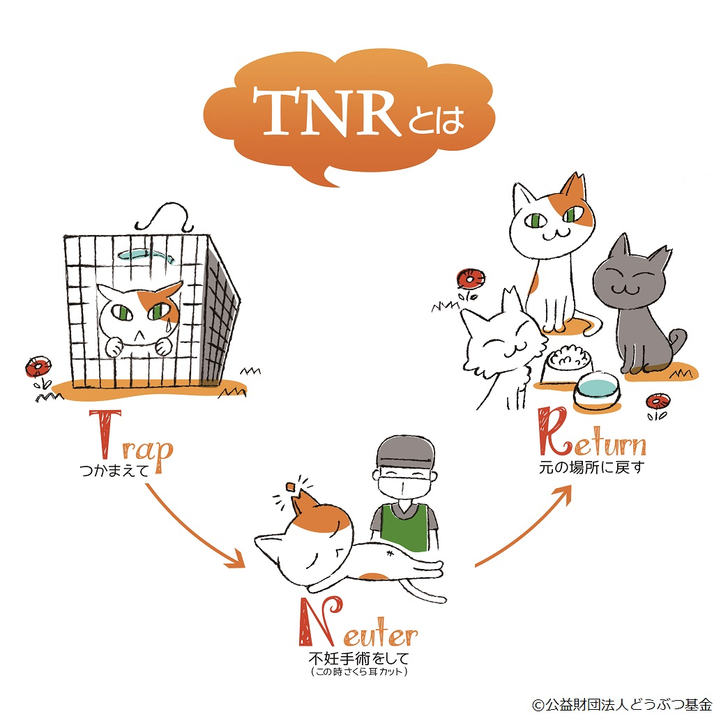 さくらねこ 耳カット