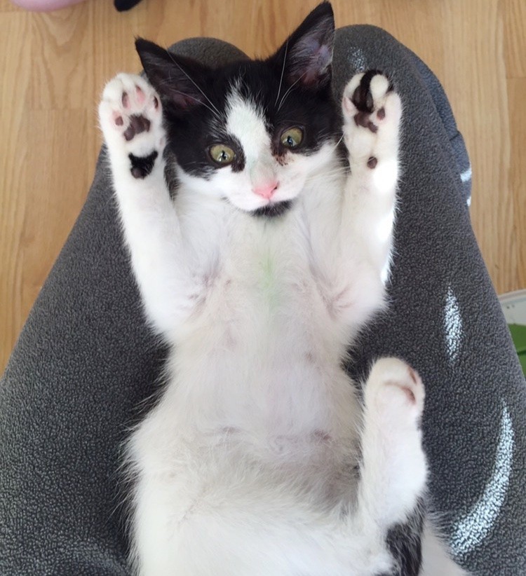膝の上でくつろう子猫