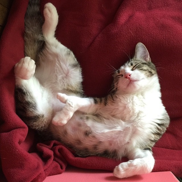猫 海外 感動 奇跡