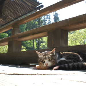 猫好きさんのパワースポット！日本国内にあるおすすめの猫寺・猫神社４選