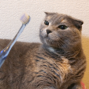 嫌がる猫もこれでOK！上手な歯磨きのやり方・しつけのコツを伝授！
