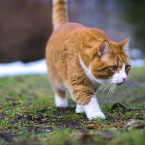猫は地震を察知する？注目の研究結果から分かる猫の地震予知能力