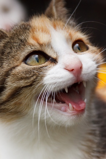 鳴いている猫