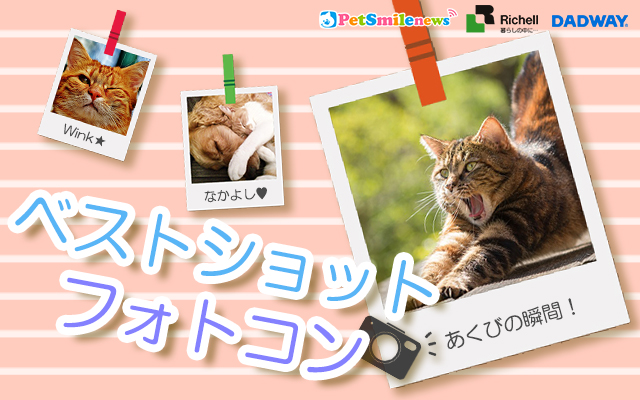 ベストショットフォトコン猫1