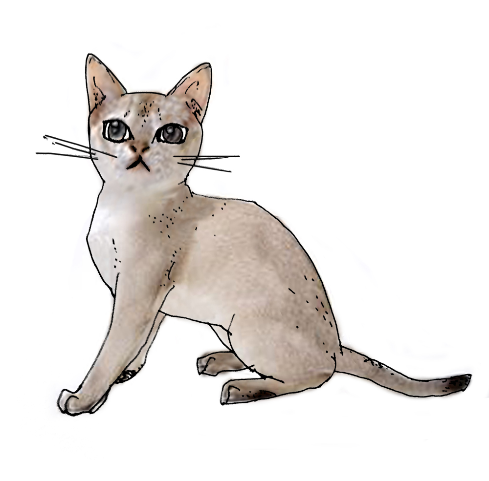 アジア　猫　種類　シンガプーラ